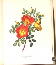 Zauber der Rose 19/24